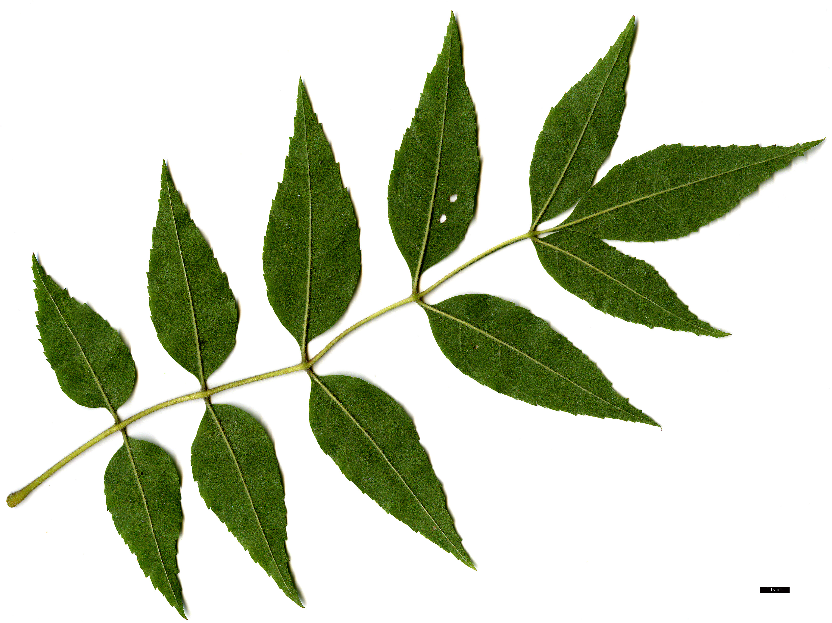 High resolution image: Family: Oleaceae - Genus: Fraxinus - Taxon: angustifolia - SpeciesSub: subsp. oxycarpa